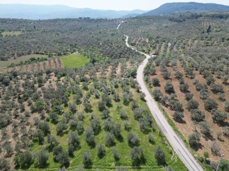 Burhaniye Ağacık'ta Asvalt Yola Cephe 6.300 M2 Zeytinlik