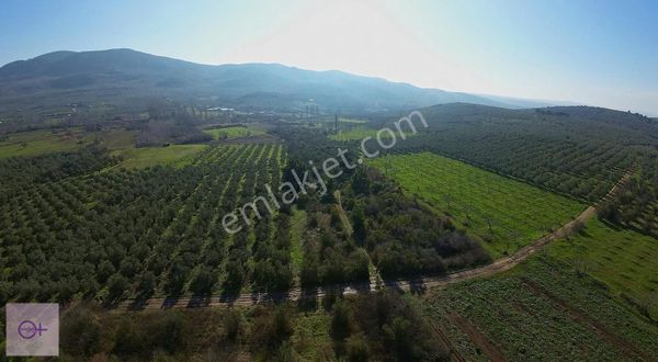Bursa Mudanya Halilbey Satılık 14.455 M2 Arazi