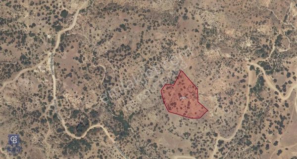 Dikili Kıratlı'da Deniz Manzaralı 7.6 Dönüm Zeytinlik