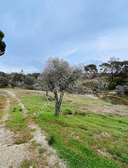 Muğla Milas 15.000 M2 Fırsat Zeytinlik!!!!!!!!