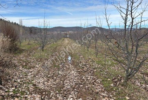 Isparta Aksu Yılanlı Köyünde Satılık Tarla No-20459