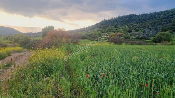 Algı Mah Fırsat Satılık Tarla