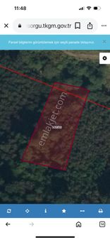 Giresun Görele Daylı Da Satılık Fındık Bahçeleri