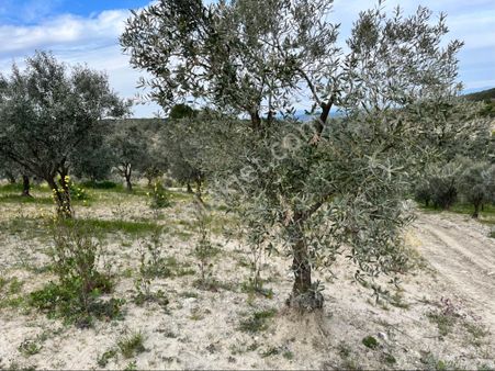 Gözlet Mah Satılık 5900m2 Tek Tapu Zeytinlik