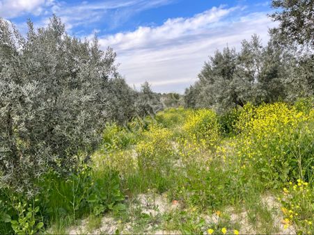 Gözlet Mah Satılık 5200m2 Tek Tapu Zeytinlik