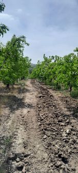 Elmas Gayrimenkul Den Ahmetbeyde Kaçırılmayacak Fırsat Armut Bahçesi