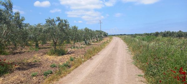 Akhisar Kapaklı Da Satılık 13.500 M2 Trile Zeytinlik 4.300.000 Tl