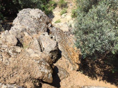 118- Seferihisar Beyler Köyüne Yakın Zeytinlik