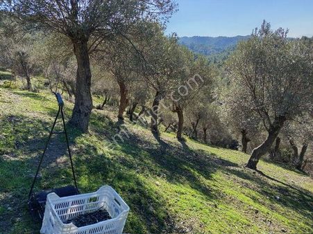 132-beyler İle Kavajdere Arası Zeytinlik