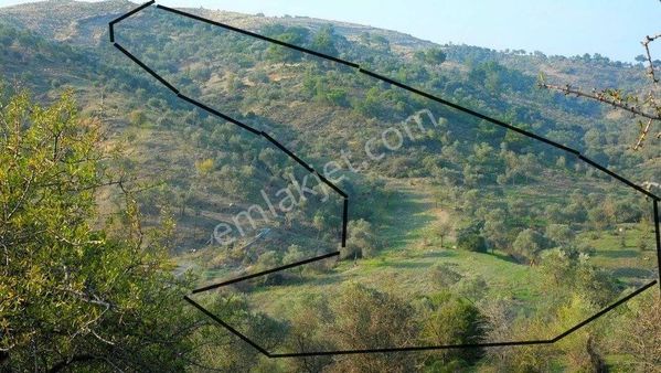 029-resmi Yola Cepheli Bakımlı Zeytinlik