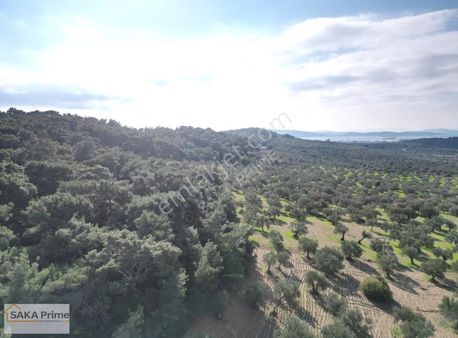 Aliağa Şakran 'da 4 Dönüm Satılık Zeytinlik ;