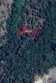 Bayındır Balcılar Köyünde 333 M2 Satılık Zeytinlik