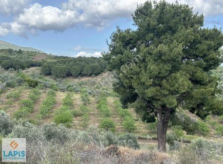 Fırsat Kuşadası Havutculunda 21 Dönüm Kelepir İncir Ve Zeytinlik