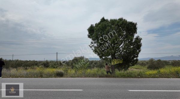 Kapaklı Mecidiye Yolu Üzerinde 5000 M2 Bakımlı Zeytinlik