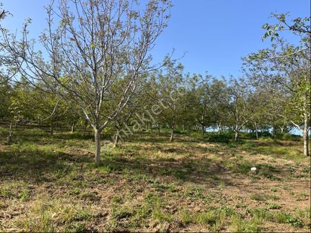 Karamürsel Yalakdere’de Verimli Ve Bakımlı Ceviz Bahçesi