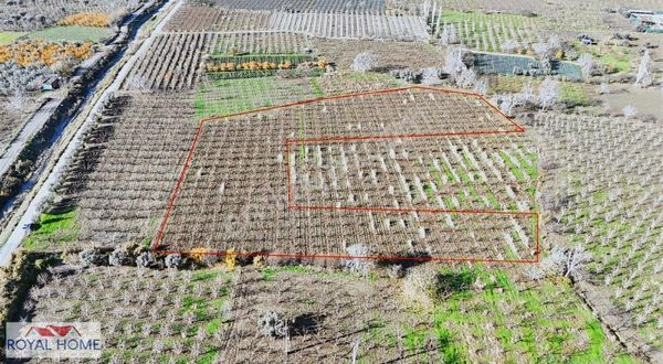 Narlıdere - Barakfakih Arası Süper Fırsat Şeftali Bahçesi Güzel