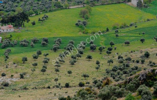 197 Ada 5 Parsel Müstakil Parsel 724 M2 Zeytinlik