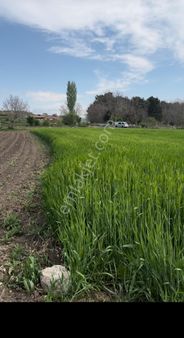 Poyralı'da Fırsat Arazi