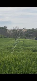 Kırklareli Pınarhisar Poyralı'da Yola Cepheli Fırsat Tarla