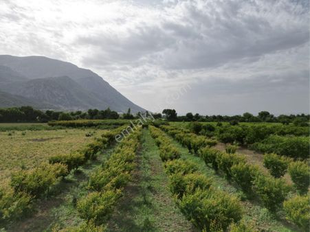 Beyaz Gayrımenkulden Yukarı Cobanisa Mh 4 Dönüm Süper Kayısı Tarlası