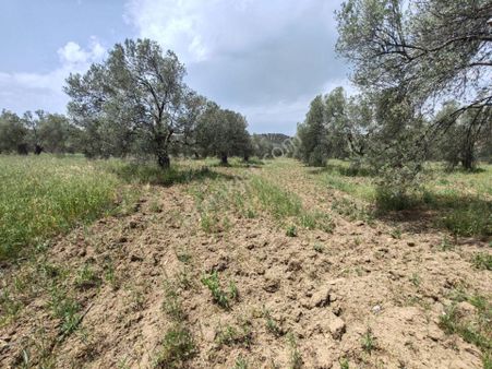 ▀▄artı'dan Pelitköy'de Kadastro Yollu Satılık 9223 M2 Zeytinlik ▀▄