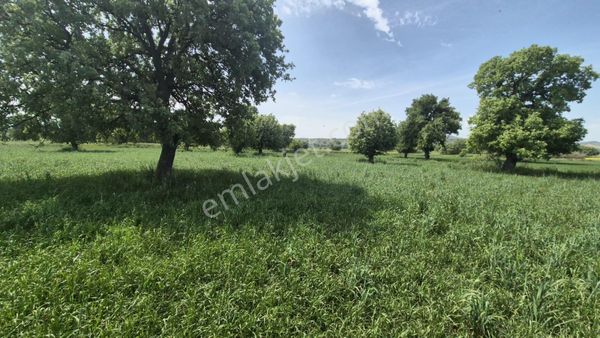 Göktepe Emlak Burhaniye Şahinler Köyünde Düz Zemin 8,747 Dönüm Tarla