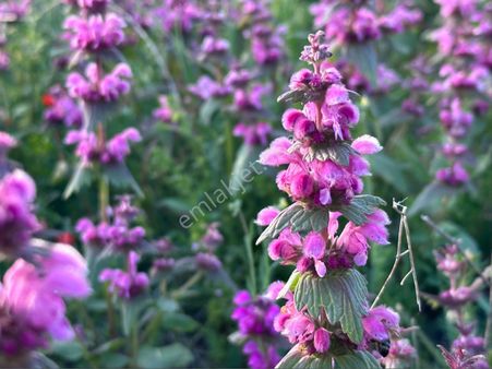 Karataş Eski 243 Parsel 200 M2 Hisse Yatırımlık