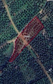 Elmas Gayrimenkul Den Gemlik Umurbeyde Satılık Zeytinlik İmara 94 Metre