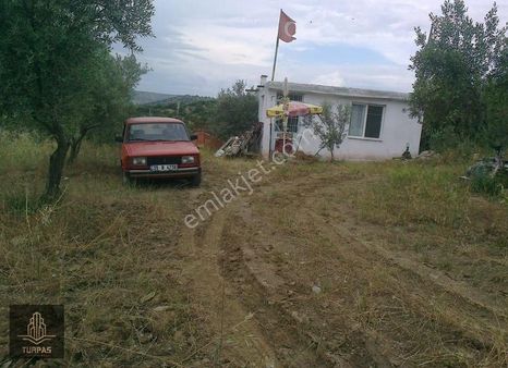 Manisa Köprübaşı Gerencik'te 3 Tapulu Toplamda 6850 M2 Zeytinlik