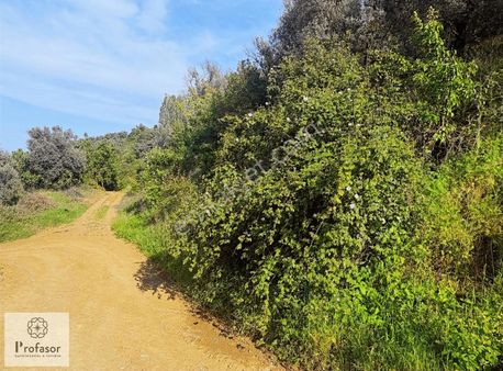 Profasor *dan Orhangazi'de Satılık 1824 M2 Zeytinlik