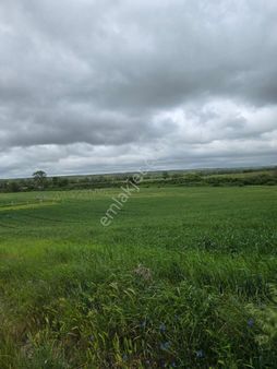 Kapaklı Karlı Mahallesinde 3774m2 Tek Tapu Tarla