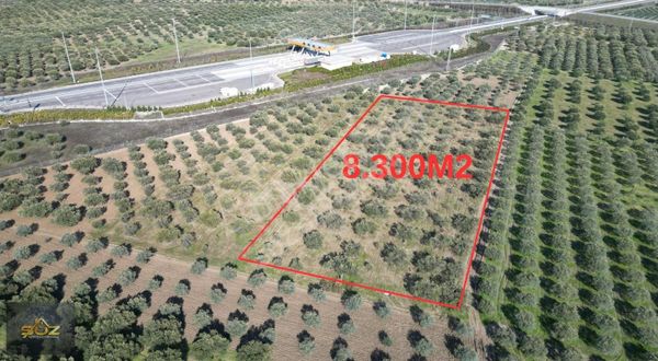 Bünyanosmaniye'de Otoban Yanı Hisseli 8300m2 Satılık Zeytinlik