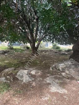 Aziz Emlak‘tan Arpaç‘ Sakarlar’da Satılık 443 Metre Köşebaşı Güney Cephe 1:40 Yoğunluk