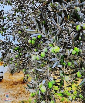 Torbalı Dirmil'de 12 Dönüm Fırsat Satılık Zeytinlik