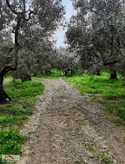 Artı Dan Mudanya Halilbey Satılık Arazi