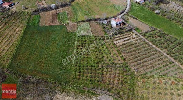 Mentis Gayrimenkul'den Tekkeköy Büyüklüde Satılık Fındık Tarlası