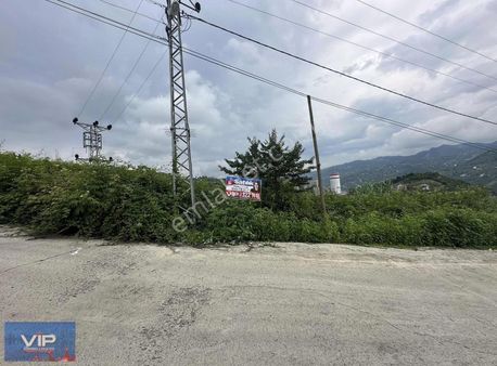 Vıp Gayrimenkul'den Akoluk'da Satılık Fındık Dikili Arsa