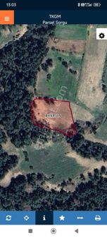 Denizli Pamukkale Kurtluca'da Satılık Yeni Zeytinlik