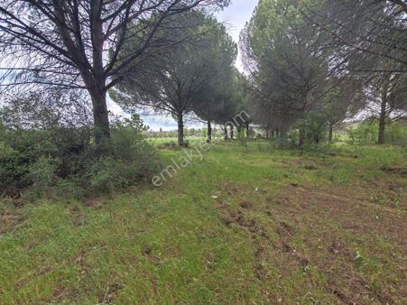 ▄artı Emlak'ta Burhaniye Şahinler'de Satılık 4450 M2 Çamlık ▀▄