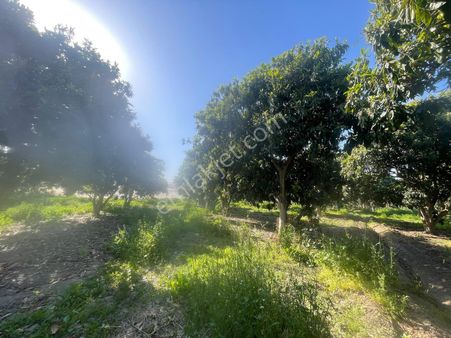 İmara Yakın Tek Tapu Kelepir Bahçe