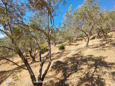 Edremit Ortaoba'da Satılık Asfalt Cepheli Zeytinlik