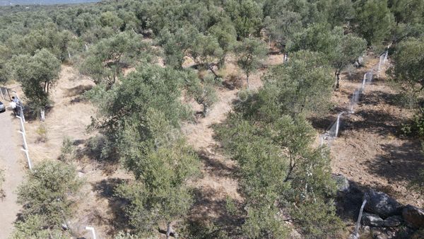 Kocadağ Altında Kullanıma Hazır Satılık Zeytinlik-hobi Bahçesi