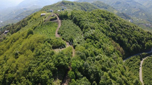 Satılık Yatırımlık Arsa | Akçaabat Fıstıklı Mahallesi | 4993 M²