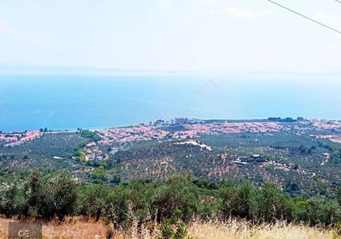 Altınolukta Panaromik Zeytinlik