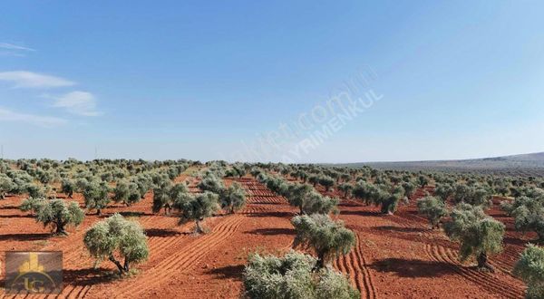 Uyaran79 Gayrimenkulden Mehmet Abdi Bulut Da Zeytinlik
