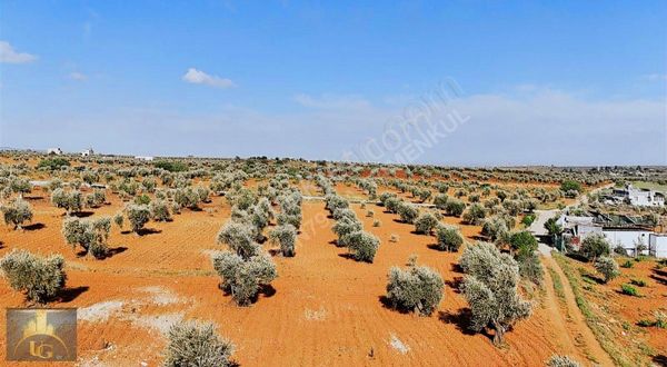 Uyaran79 Gayrimenkulden Demirışık Da Zeytinlik