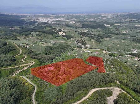 Aydın Söke Ağaçlı Da Full Deniz Manzaralı 52.534 M² Satılık Arazi!!!