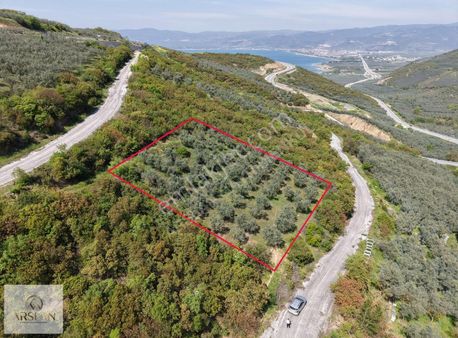 İznik Merkeze 5 Dk Mesafeli Zeytinlik