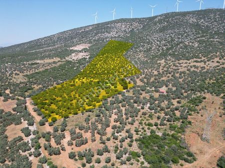 Didim Fevzipaşa'da Ana Yola Yakın 126 Dönüm Zeytinlik!