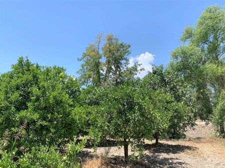 Köyceğiz De Göle Yakın 2650 M2 Tarla Satılık